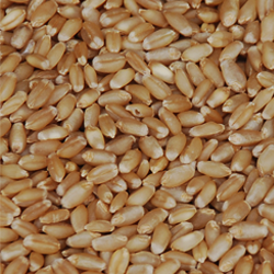 Organic Wheat Sharbati 1kg