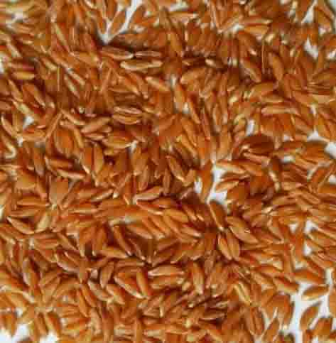 Organic Wheat Khapli 1kg