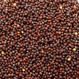Organic Rai Mustard (Small) 100g