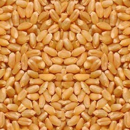 Organic Wheat Lokwan 1kg