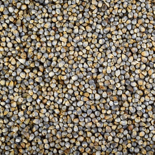 Organic Bajra Pearl Millet 1kg